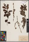 Foto von Salix caprea L. x Salix silesiaca Willd.